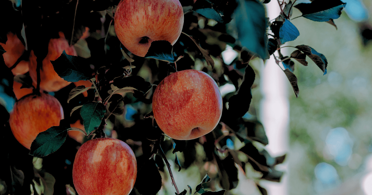 An Apple a Day: Myth or Steeped in Some Truth?