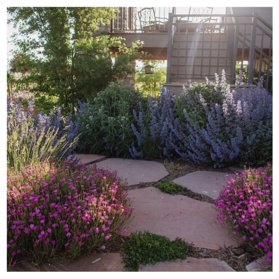 Sunlit flagstone garden path lined with pink and purple flowering plants leading to a house deck